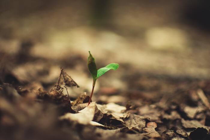 Sprouting plant photo by Andriyko Podilnyk Unsplash